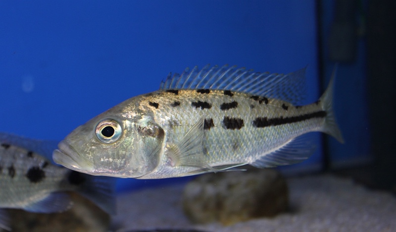 Hemitaeniochromis urotaenia 'Chimwalani Reef'